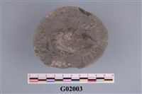 藏品(螃蟹化石 )的圖片